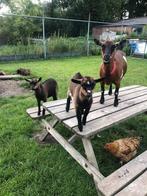 Geit met 2 jongen, Dieren en Toebehoren, Schapen, Geiten en Varkens, Meerdere dieren, Geit