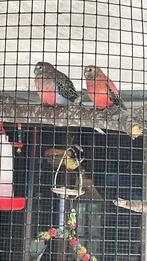 Bourkes pop gevraagt, Dieren en Toebehoren, Vogels | Parkieten en Papegaaien