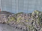 Boompalen, Tuin en Terras, Ophalen, Gebruikt, 250 cm of meer, Palen