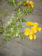 Silk-Ka kunstbloem geel, Ophalen of Verzenden, Nieuw, Binnen