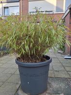 Grote plastic pot met bamboeplant., Tuin en Terras, Planten | Tuinplanten, Ophalen, Bloeit niet, Overige soorten, Volle zon