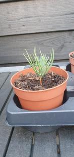 jonge stekken pinus pinea (parasolden), Ophalen, Volle zon, Overige soorten, Minder dan 100 cm