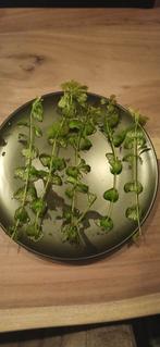 Limnophila sessiliflora, Vis, Zoetwatervis