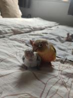 Pyrrhura papegaai Tam, Dieren en Toebehoren, Vogels | Parkieten en Papegaaien, Meerdere dieren, Papegaai, Pratend