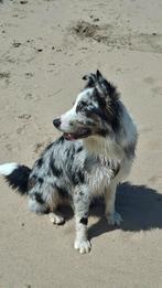 Australian Shepherd herplaatser, Rabiës (hondsdolheid), 15 weken tot 1 jaar, Reu, Eén hond