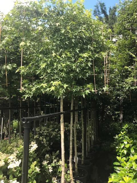 lei liquidambar stam 190 cm hoog totaal 340 cm ho stam12-14, Tuin en Terras, Planten | Bomen, Leiboom, 250 tot 400 cm, Volle zon