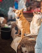 Fay zoekt baasje, Dieren en Toebehoren, Honden | Niet-rashonden, Particulier, Buitenland, Teef, Parvo