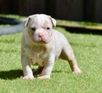💎💎Pocket en micro American bully pups tricolor 💎💎, Dieren en Toebehoren, Honden | Bulldogs, Pinschers en Molossers, 8 tot 15 weken