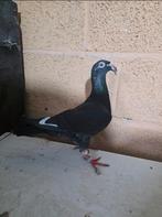 Duiven te koop, Vrouwelijk, Postduif