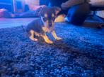 Leuke chiwawa pups, Dieren en Toebehoren, Honden | Bulldogs, Pinschers en Molossers, Overige rassen, CDV (hondenziekte), 8 tot 15 weken