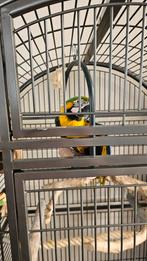 Te koop Ara papagaai, Dieren en Toebehoren, Vogels | Parkieten en Papegaaien, Mannelijk, Papegaai