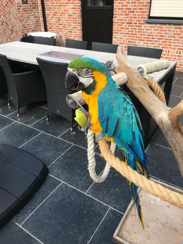 Blauw gele ara tam, Dieren en Toebehoren, Vogels | Parkieten en Papegaaien, Papegaai, Vrouwelijk, Pratend, Tam, Geringd