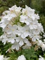 Phlox wit biologisch uit eigen tuin, Volle zon, Vaste plant, Zomer, Ophalen