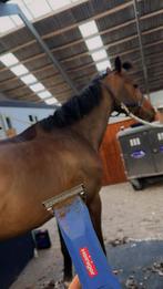 Paarden scheren – omgeving Hoogeveen