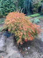 Groene japanse esdoorn (8-10 cm stam diameter), Tuin en Terras, Ophalen, Bloeit niet, Halfschaduw, Overige soorten