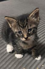 Kittens kruising main cone, Dieren en Toebehoren