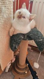 Lieve Britse korthaar kittens geteste ouders&met stamboom, Meerdere dieren, Gechipt