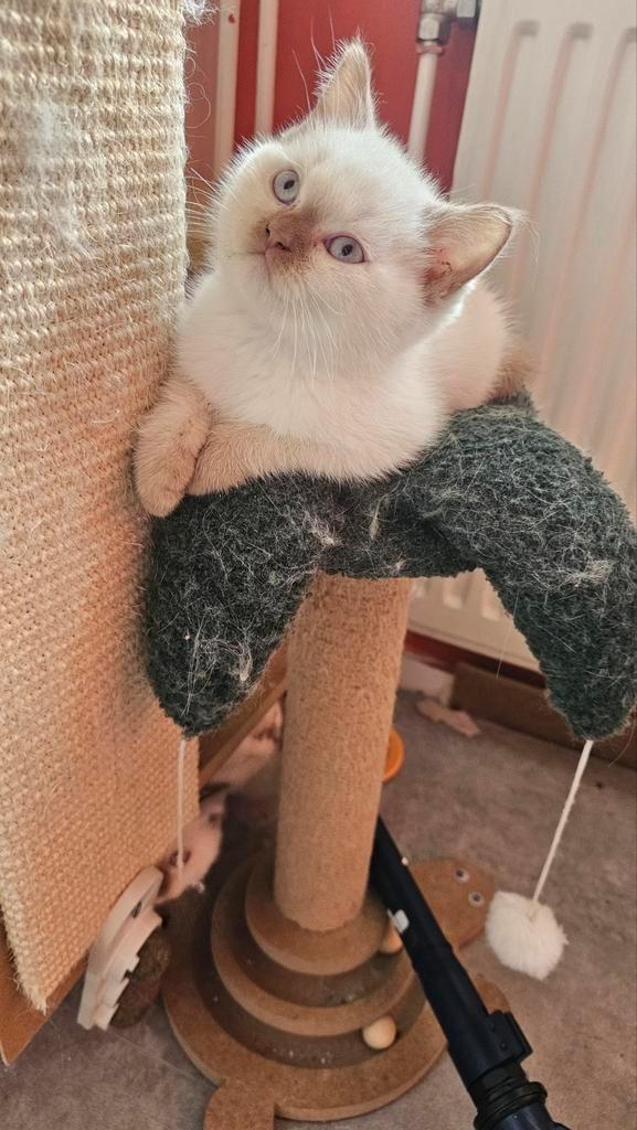 Lieve Britse korthaar kittens geteste ouders&met stamboom, Dieren en Toebehoren, Katten en Kittens | Raskatten | Korthaar, Meerdere dieren