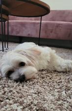 Super lieve maltipoo te koop, Poedel, België, Particulier, Rabiës (hondsdolheid)