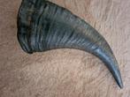 Zwarte Hoorn - Decoratief 30cm, Ophalen of Verzenden, Gebruikt, Boerderijdier, Gewei of Kop