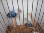 Jong koppel fischerie, Dieren en Toebehoren, Vogels | Parkieten en Papegaaien, Meerdere dieren, Parkiet, Geringd