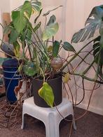 Monstera plant, Huis en Inrichting, Kamerplanten, Ophalen, Halfschaduw, Minder dan 100 cm