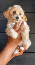 F1 Maltipoo Teefje Abricot laatste pup uit het nest, Dieren en Toebehoren, Overige rassen, CDV (hondenziekte), 8 tot 15 weken