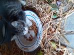 Goed tehuis voor lief poesje, Dieren en Toebehoren, Katten en Kittens | Overige Katten, Poes, Kortharig, 0 tot 2 jaar