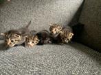 6 mooie, lieve kittens, Dieren en Toebehoren, Katten en Kittens | Raskatten | Korthaar, Kater, Ontwormd