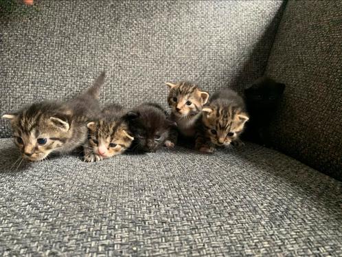 6 mooie, lieve kittens, Dieren en Toebehoren, Katten en Kittens | Raskatten | Korthaar, Kater, Ontwormd