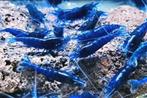 BLAUWE GARNALEN €2 per stuks, Kreeft, Krab of Garnaal