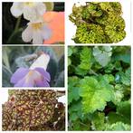 Bladstekken van verschillende kamerplanten 0,50, Ophalen of Verzenden, Halfschaduw, Minder dan 100 cm