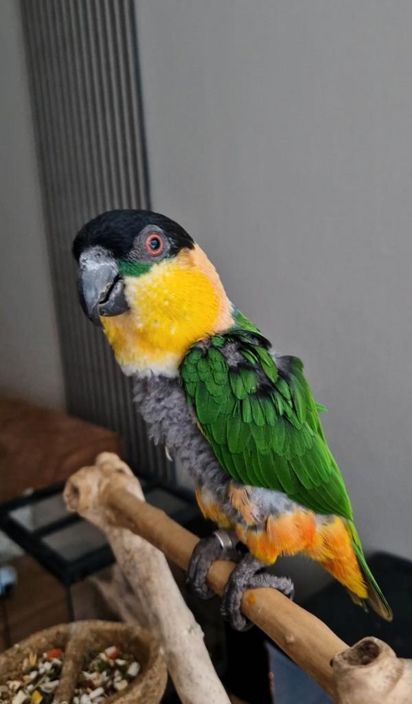 SUPER Tamme Zwartkop Caique Man, Dieren en Toebehoren, Vogels | Parkieten en Papegaaien, Papegaai, Mannelijk, Pratend, Tam, Geringd