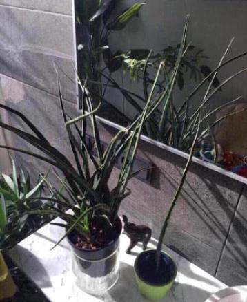 bio Sanseveria Fernwood Mikado luchtzuivering 72cm groot beschikbaar voor biedingen