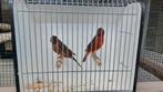 Zwart rood kanaries, Dieren en Toebehoren, Meerdere dieren, Kleurkanarie