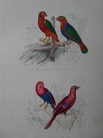 Litho in kleur, vier rode papegaaien, vogels. Migneret 1841, Verzenden