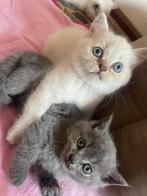 Britisch Korthaar Kittens, Dieren en Toebehoren, Katten en Kittens | Raskatten | Korthaar, Meerdere dieren, Ontwormd