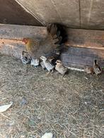Kip + 10 kuikentjes  ( drentse kriel ), Dieren en Toebehoren, Pluimvee, Vrouwelijk, Kip