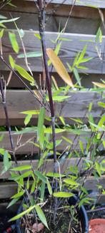 fargesia ntidia Black Pearl, zwarte Bamboe 15+ halmen 175cm, Tuin en Terras, Planten | Tuinplanten, Halfschaduw, Overige soorten