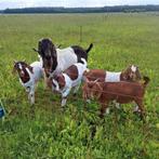 Boergeit bokjes, Dieren en Toebehoren, Schapen, Geiten en Varkens, Mannelijk, Geit