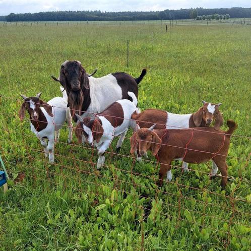 Boergeit bokjes, Dieren en Toebehoren, Schapen, Geiten en Varkens, Geit, Mannelijk