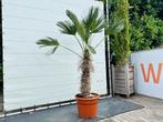 Palmboom - Trachycarpus Wagnerianus - Stamhoogte 70-80 cm, Tuin en Terras, Planten | Bomen, In pot, Volle zon, Bloeit niet, Ophalen of Verzenden