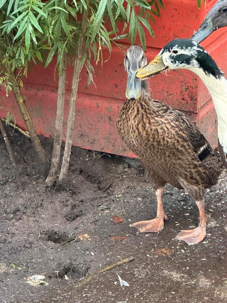 Loopeend vrouw, Dieren en Toebehoren, Pluimvee, Eend, Vrouwelijk
