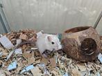 Twee lieve gerbil mannetjes, Dieren en Toebehoren, Knaagdieren, Mannelijk, Overige typen