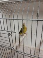 Bastaarden yarrelsijs x raza kanarie, Geslacht onbekend, Tropenvogel, Geringd
