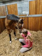 Verzorg/bijrij welsh pony gezocht, Ophalen of Verzenden