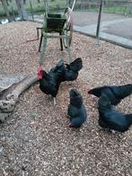 Australorp broedeieren, Dieren en Toebehoren, Pluimvee, Geslacht onbekend, Kip