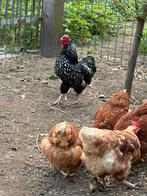Haan, Dieren en Toebehoren, Mannelijk, Kip