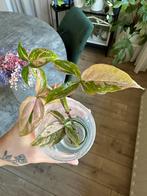 Syngonium pink splash, Huis en Inrichting, Kamerplanten, Ophalen of Verzenden, Halfschaduw, Minder dan 100 cm