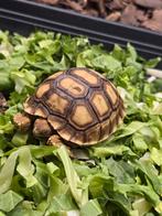 Sporenschildpad nakweek 2025, Hagedis, 0 tot 2 jaar